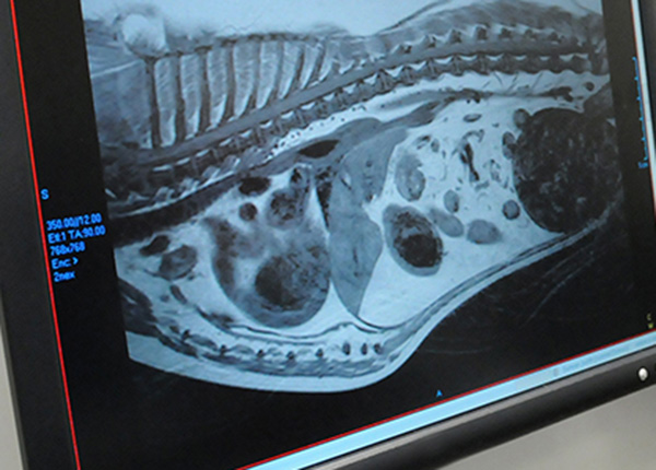 Neurologie a neurochirurgie 1b